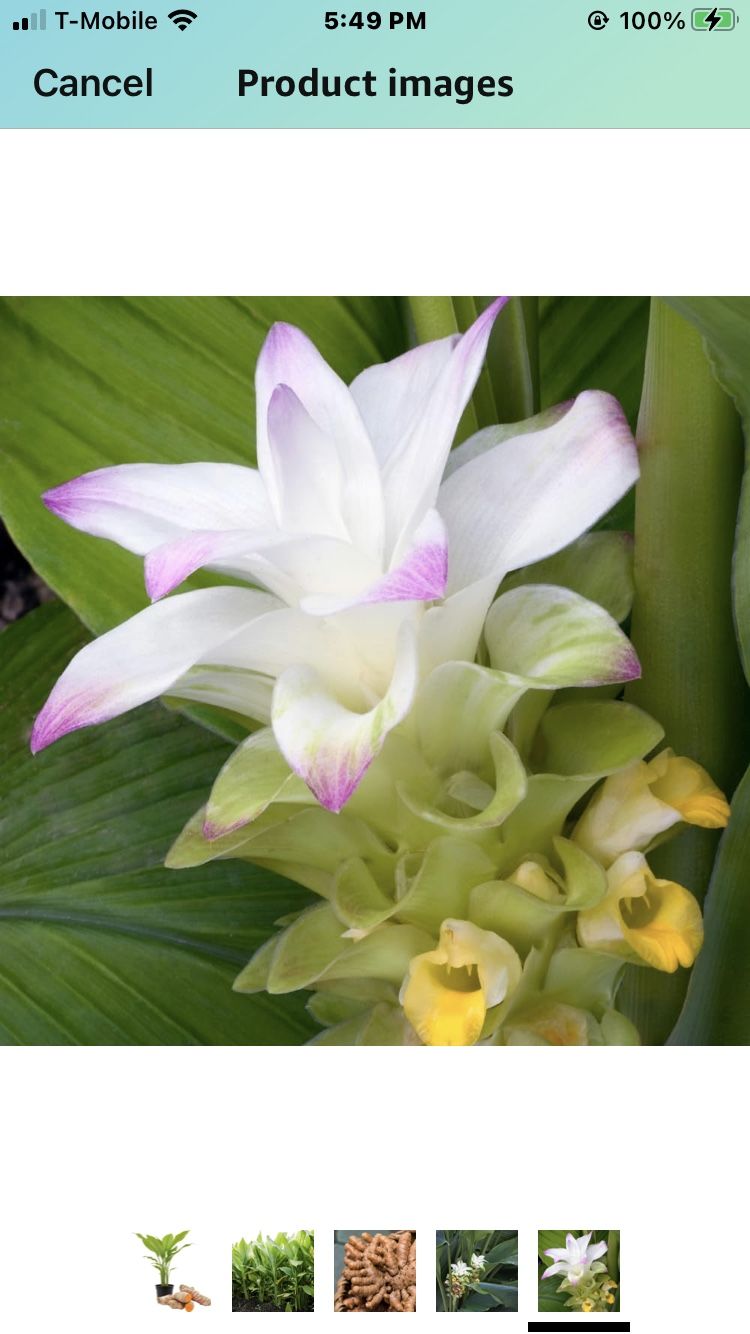 Tumeric Live Plant 2 Gallon