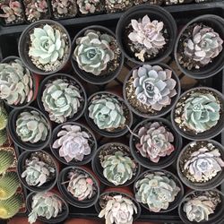 Flat of succulents