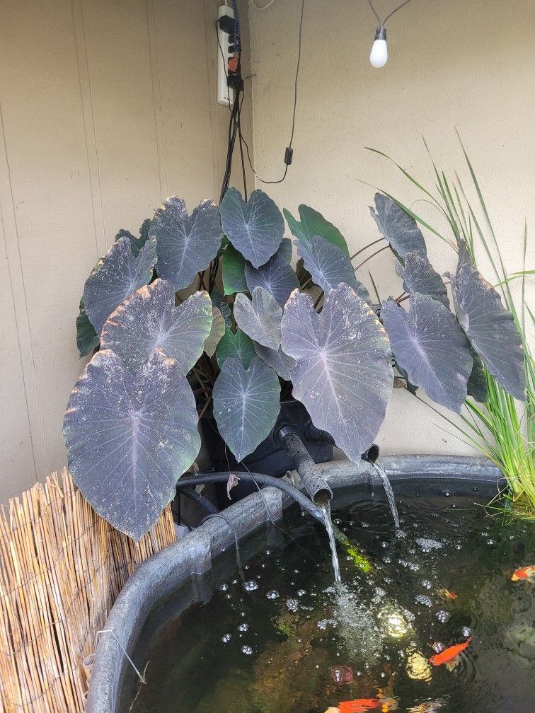 Rare Taro/Elephant Ear Plant Pups