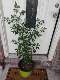 Pikin pepper 🌶️ plant
