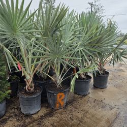Bismarck Palm 15gallon 
