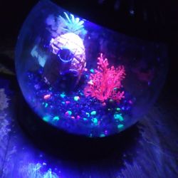 Fishbowl/Tank