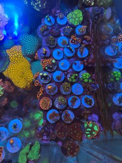 Various fake reef tank coral decorations