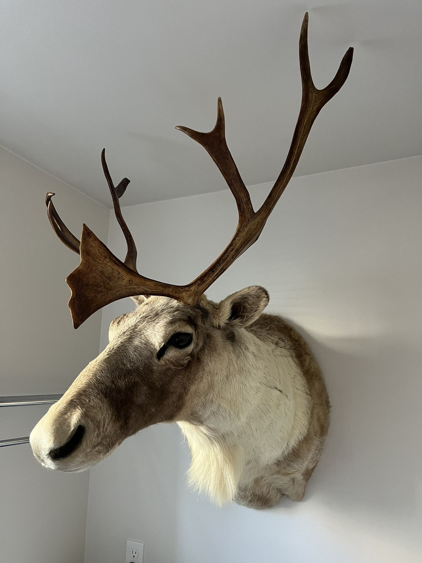 Caribou Mount