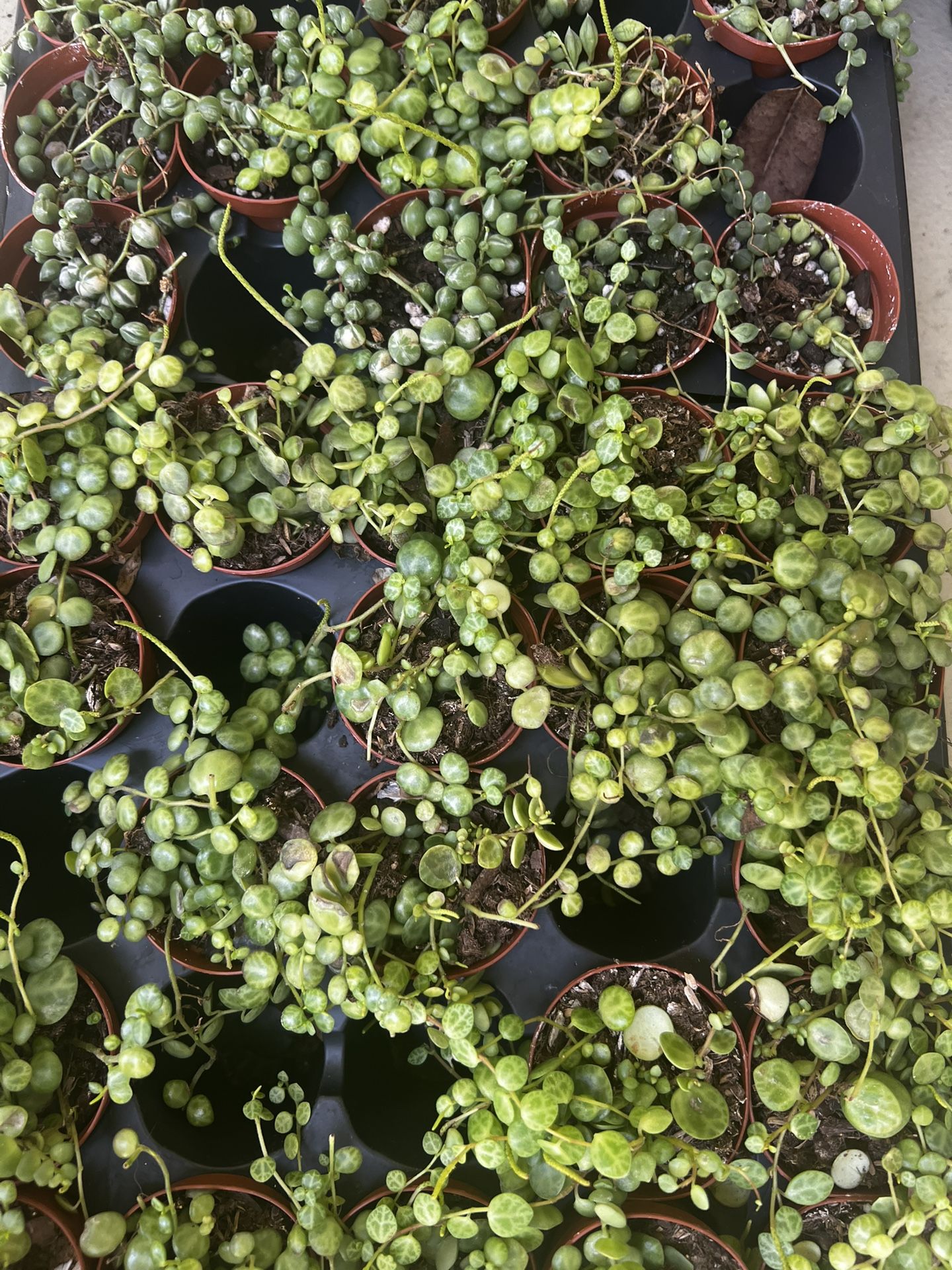 Plant Sale