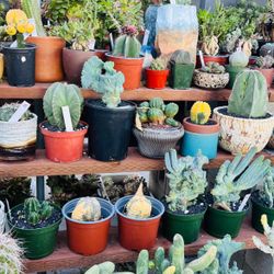 Cacti Imported On Sale $30 To $100 Walk-in Only