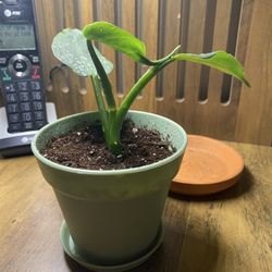 Philodendron Hastatum Silver Sword - 4” Pot