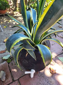Agave Grande Planta 