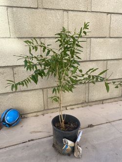 Pomegranate Fruit Tree/ 1 Gallon Pot
