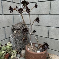 Black Rose Succulent 