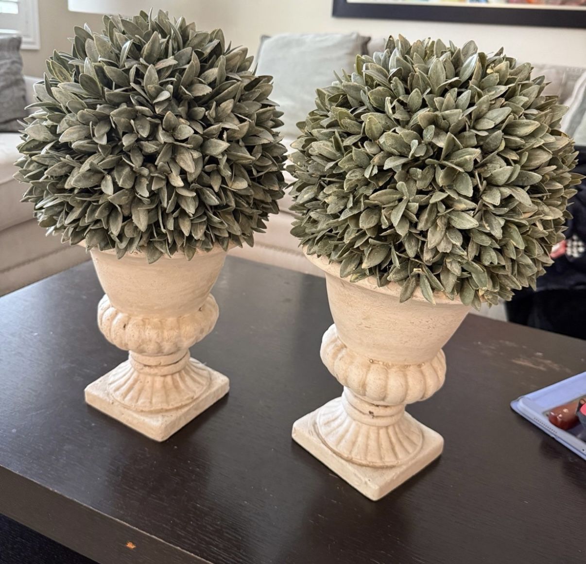 Dusty Bayleaf Topiary