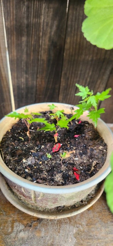 Japanese Maple Seedling