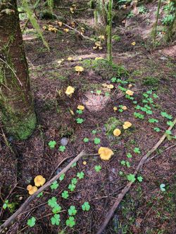 Chanterelle Mushrooms