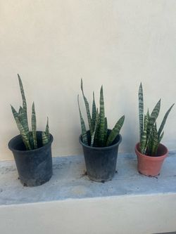 Snake Plants