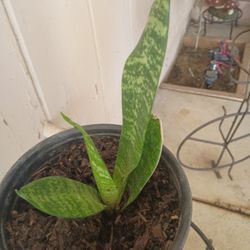Snake Plants 