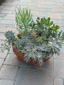 Assorted Succulent Plants