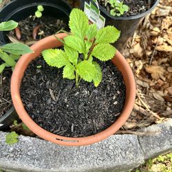 Purple Porterweed (Butterfly Plant)