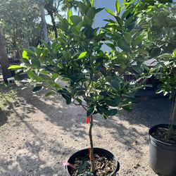 Navel Orange Tree-15 Gallon Container 