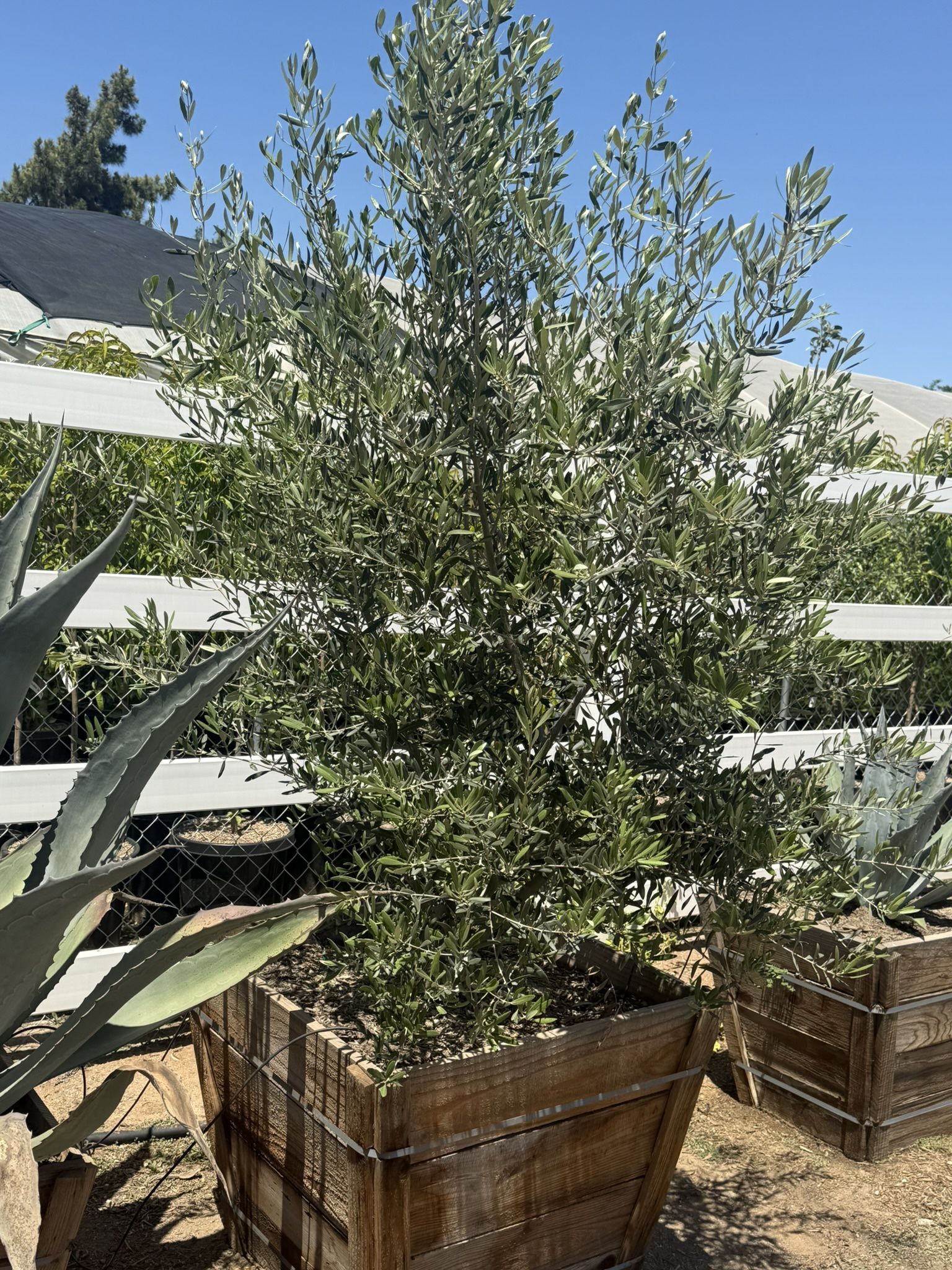 Fruitless Ók hve Trees Wilsonii 30 Gal