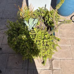 Mixed Succulent Pot