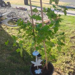 3 Ft Healthy Native Nine Bark Tree