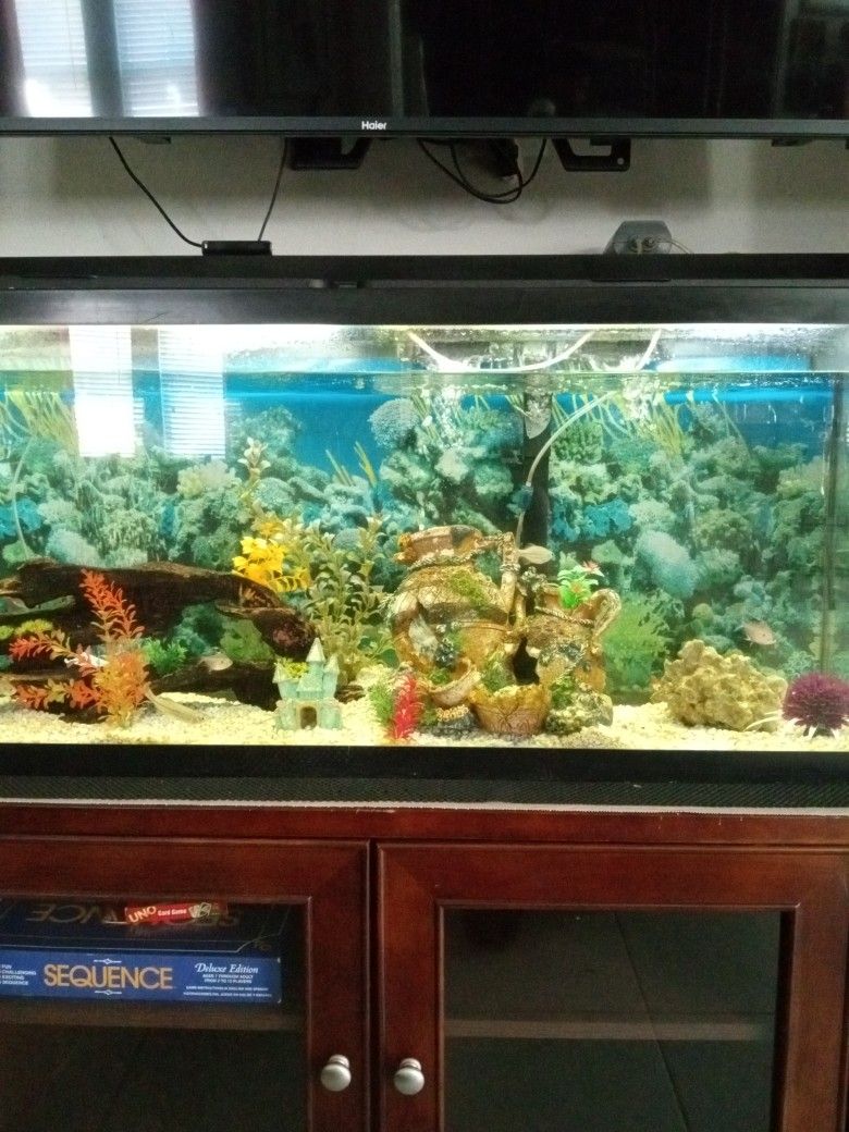 55 Gal Fish Tank