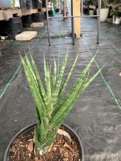 Sansevieria Francisii Plant 