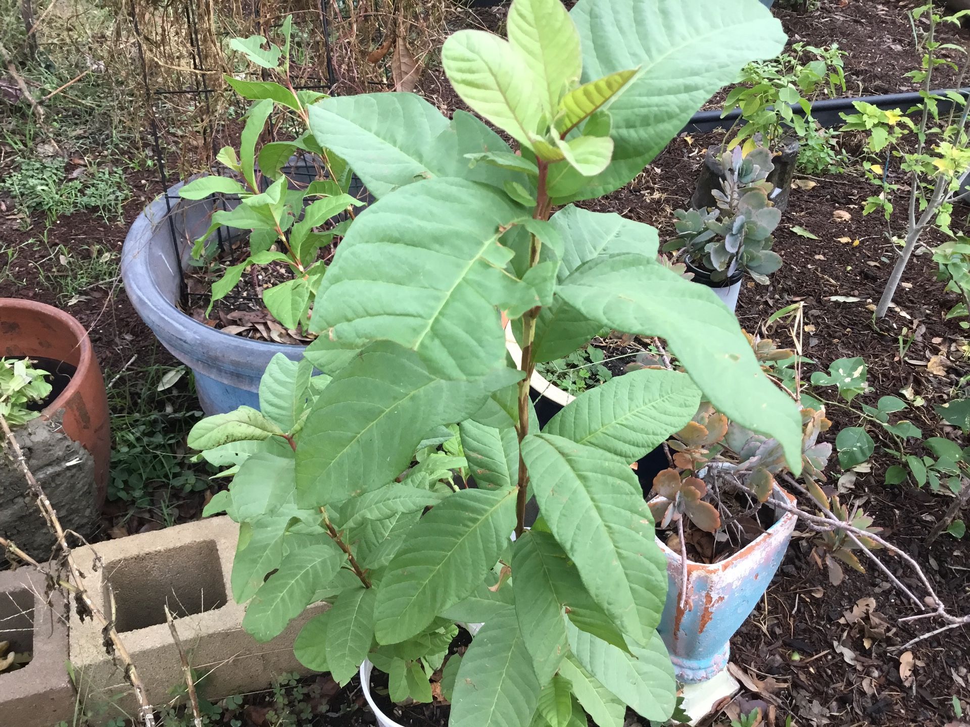 32 Inches Tall Guava Plant 