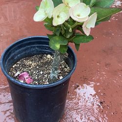 Corona De Cristo Flor Grande 🤍