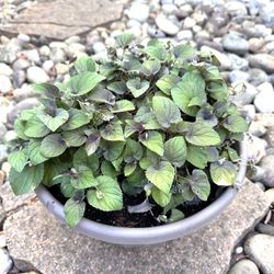Viola walteri 'Silver Gem' Violet In 10” Pot