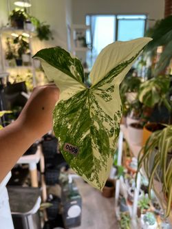 Syngonium podophyllum (albo variegated)