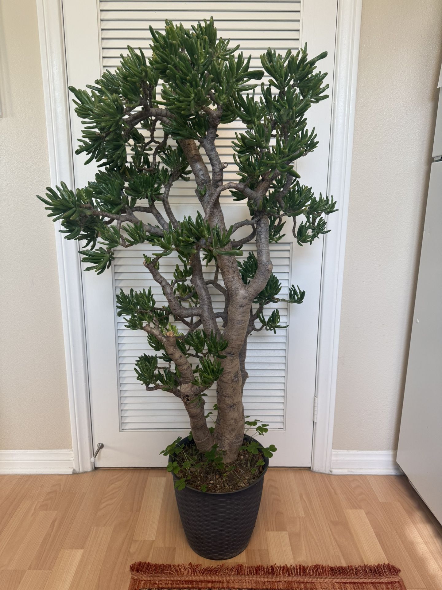 Jade Tree “Gollum” Succulent