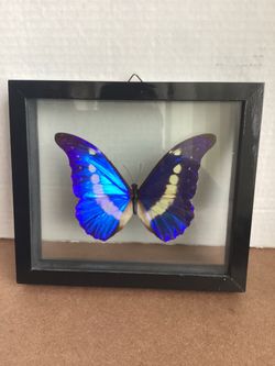 REAL FRAMED BUTTERFLY MORPHO RHETENOR HELENA MOUNTED DOUBLE GLASS