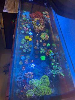 Saltwater reef tank decor, corals, macro algae