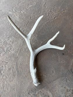 Antler