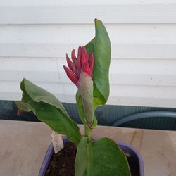 Orange canna lily plant