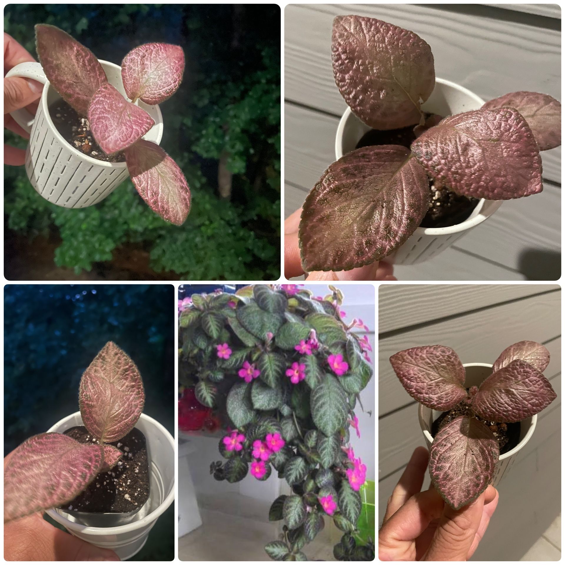 Episcia Cupreata | Flame Violet | Classic, Vintage Flowering House Plants | Not in Bloom