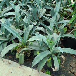 Agave Azul 3gallon 