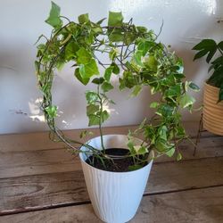 English Ivy Plant 6" Pot $8 Each