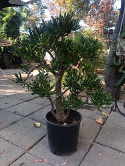 Jade plant