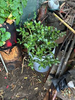 Planta jade