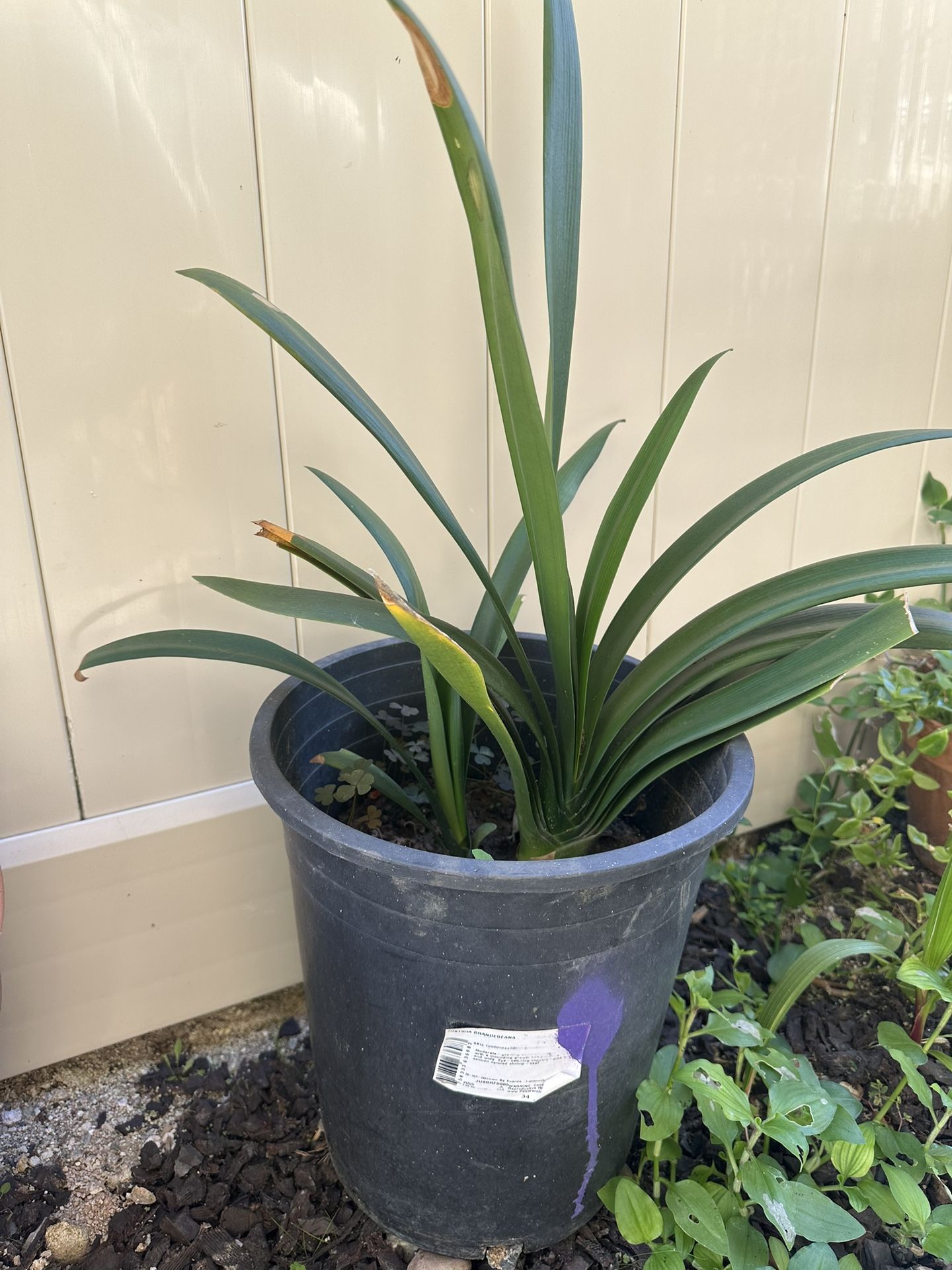 Beautiful Plant For Sale