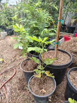 Fig California sierra
