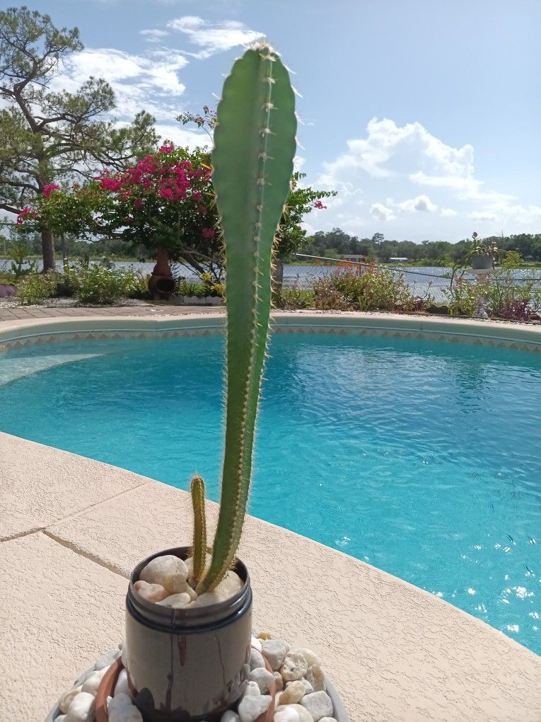 14" Seed Grown Peruvian Apple Cactus Rooted In Pot- White Flowers Red Edible Fruit