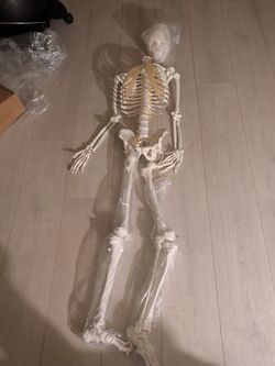 Life sized human skeleton for classroom