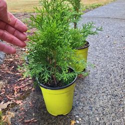 Evergreen Conifer Landscape Plants In Pots
