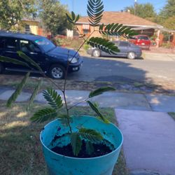 Silk Tree Have 3 Growing 