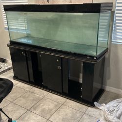 Fish Tank 