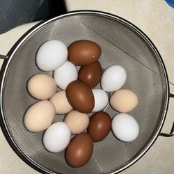Farm Fresh Eggs $5/Dozen (Zion)
