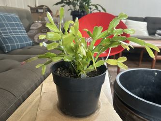 Christmas Cactus Succulent Blooming 